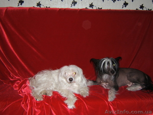 Щенки Китайской хохлатой ищут хозяев #536452