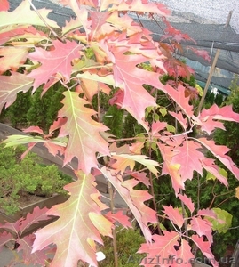 Дуб красный Cо 5 (осень)  Ландшафтный дизайн, озеленение   #544161