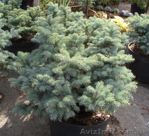 Ель	колючая	Glauca  Globosa	Co 20	60-70  Ландшафтный дизайн, озеленение #541802