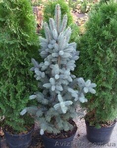 Ель	колючая	Isel  Fastigiata	Co 10  Ландшафтный дизайн, озеленение   #541804