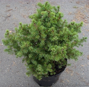 Ель	обыкновенная	Brabant	Co  5  Ландшафтный дизайн, озеленение   #541806