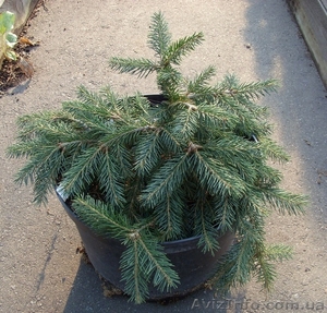  Ель обыкновенная Formanek Co 5  Ландшафтный дизайн, озеленение   #558207