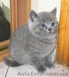 продам плюшевых котят. Шотландской породы #551340