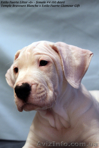 Роскошные щенки аргентинского дога #546547