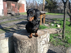 Стандартные г/ш таксы #536975