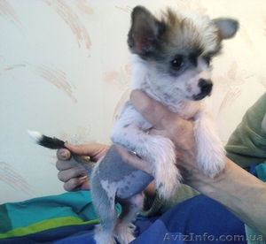 Китайская хохлатая #536431