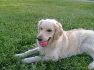 Щенки золотого ретривера #533627