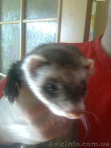 Продам хорьков #316210