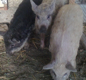 поросята породы монгал #546128