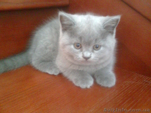 Продам чистокровную британскую кошечку #547112