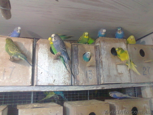 Продам фазанов, павлинов, волнистых попугаев #497465