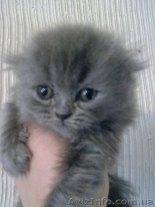 персик вислоухий голубой длинношерстый #524831