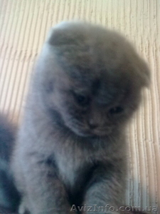 вислоухая британка #536319