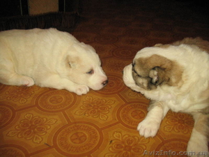 Продам щенка среднеазиатской овчарки  (сука) #552493