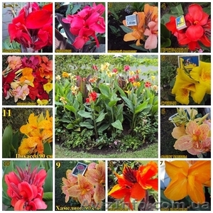 Цветы канны замысловатых оттенков 11сортов #545190