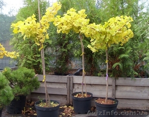 Гинкго двулопастный Mariken Co 5 (80 Pa)  Ландшафтный дизайн, озеленени #543119