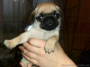 чудесные щеночки мопсики)) #528819