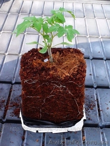 Кокосовый субстрат,  кокосовый грунт,  кокосовый торф. #537001