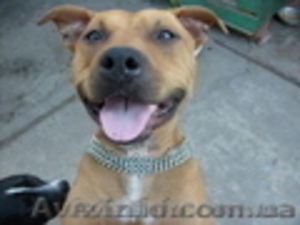  продам щенков амстафа #525481