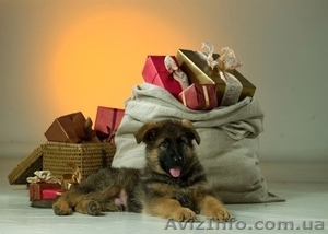 Щенки разного возраста #548421