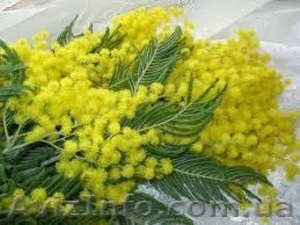 Мимоза к 8 марта #550814