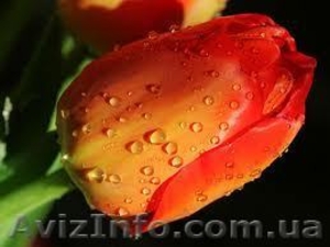 Продам тюльпаны к 8-му Марта!Куплю тюльпаны!Недорого! #555226