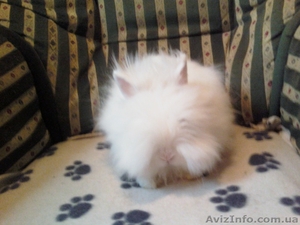 МИНИАТЮРНЫЕ КАРЛИКОВЫЕ КРОЛИКИ #549523