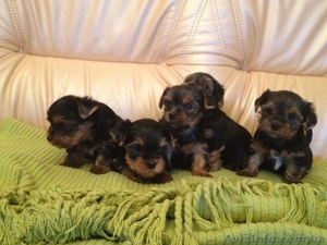 Продам щенков 4 девочки 1 мальчик #526825