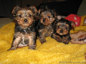 продам щенков йорка в центре #529899