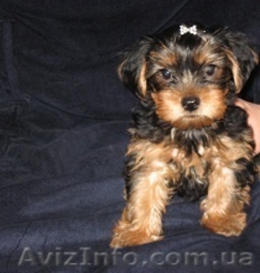 щеночки йорика. #533765