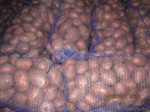 продам картофель и свеклу #538381