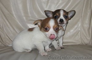 Чихуа-хуа,  щенки,  продам. #556449