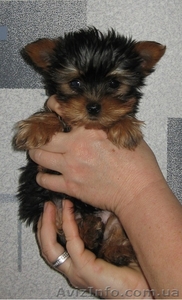 Йоркширский терьер,  щенки,  продам. #556453