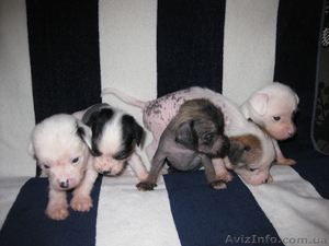 Щенки китайской хохлатой продам #520268