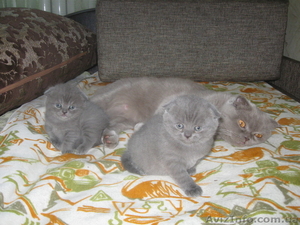 Котёнок ищет хозяина! #556580