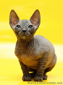 Котята донского сфинкса из питомника #537621