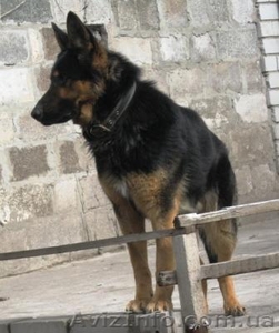 Немецкая овчарка. Кобель для вязки #533836