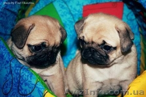 красивые щенки мпса #537451