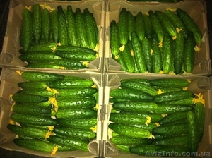 Свежий огурец,  