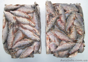Продам плотву свежемороженную #554651