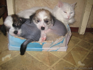 Щенки стандарт китайской хохлатой #520973