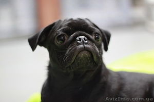 Продам щенка мопса!!! #522557