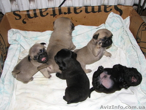 Продам щенков мопса родились 27.12.11 окрас чёрный и палевый #522545
