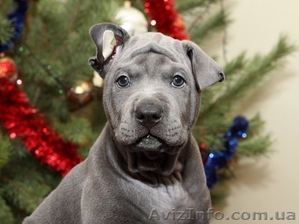 щенки ТАЙСКОГО РИДЖБЕКА  #531967