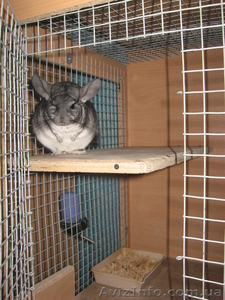 витрина для шиншилл #544078