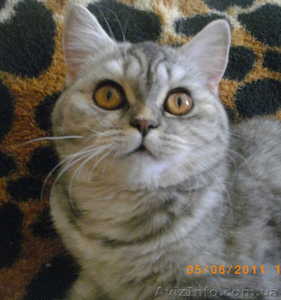 Перспективная кошечка эксклюзивного окраса #524629