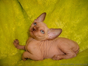 Голубоглазые канадики шикарных окрасов #533833