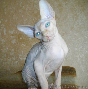 Голубоглазый мальчиш #552928