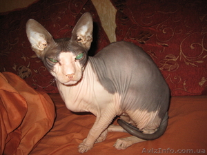 Донские сфинксы.Запись.На март. #548124