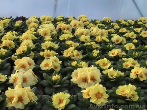 Примула  мелкий и средний опт #551513